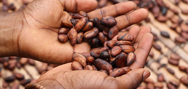 Cocoa Industry, Governments Unveil Frameworks for Action on Deforestation