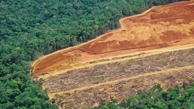 CDP: Inaction on Deforestation Is Putting $941B at Risk