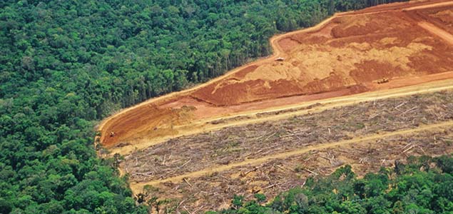 CDP: Inaction on Deforestation Is Putting $941B at Risk