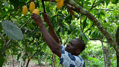 Trending: Cocoa Giants Embrace Sustainability, But Consumers Remain Key to Lasting Progress