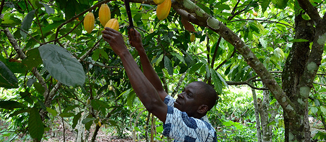 Trending: Cocoa Giants Embrace Sustainability, But Consumers Remain Key to Lasting Progress