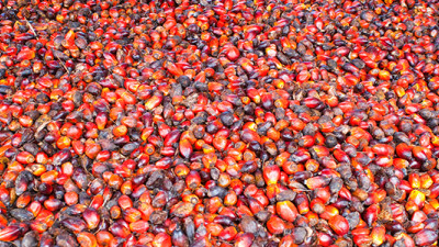 RSPO Launches New Network to Accelerate Sustainable Palm Oil, But Is It Enough?