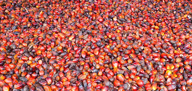 RSPO Launches New Network to Accelerate Sustainable Palm Oil, But Is It Enough?