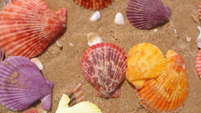 Trending: Bio-Based Materials Breakthroughs Thanks to Seashells, Fructose