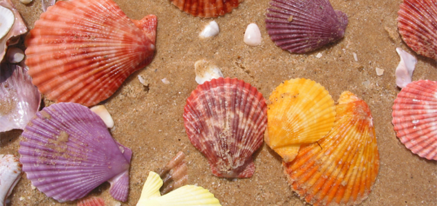 Trending: Bio-Based Materials Breakthroughs Thanks to Seashells, Fructose