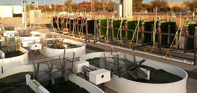 Trending: Wastewater, Algae Have Untapped Potential for Clean Water, Energy Generation