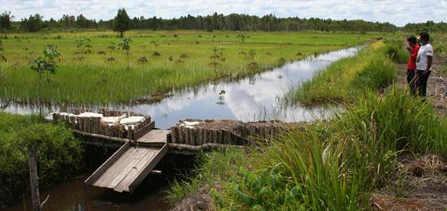 Stakeholder Collaboration Enables Accelerated Progress in APP's Peatland Management Efforts