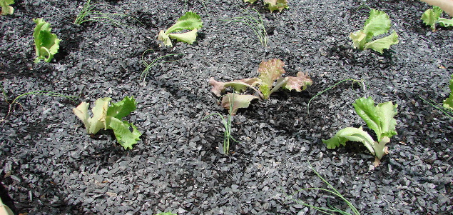 Could Growing Food in Gravel Be Pay Dirt for Sustainable Agriculture?