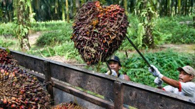 Industry Giant GAR to Fully Trace Its Palm Oil Supply Chain to the Plantation by 2020