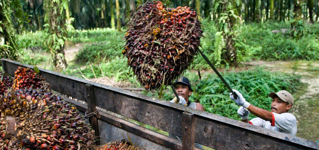 Industry Giant GAR to Fully Trace Its Palm Oil Supply Chain to the Plantation by 2020