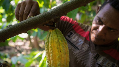 Hershey, Lindt, Mars, Nestlé Join New Program to Help Cocoa Farmers Adapt to Climate Change