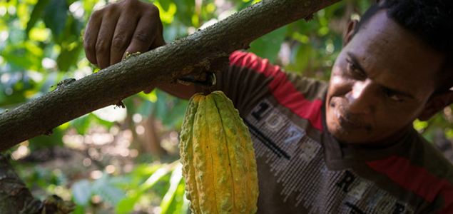 Hershey, Lindt, Mars, Nestlé Join New Program to Help Cocoa Farmers Adapt to Climate Change