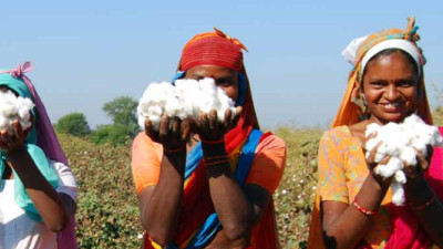 Of Top Cotton Users, Over 75% ‘Appear to Do Virtually Nothing’ on Cotton Sustainability