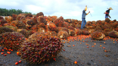 A Busy Week for Palm Oil Sustainability: Indonesia Cops Out, Singapore Steps In