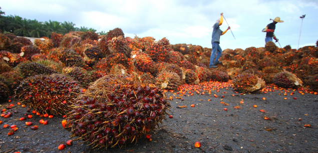 A Busy Week for Palm Oil Sustainability: Indonesia Cops Out, Singapore Steps In