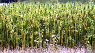 Could Hemp Disrupt the Energy Industry?