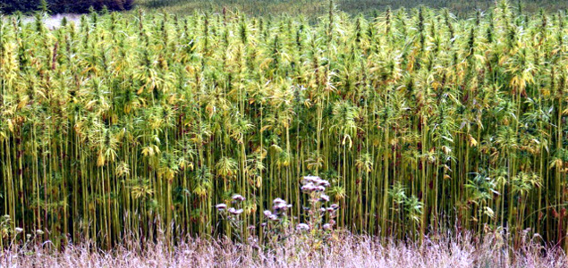 Could Hemp Disrupt the Energy Industry?