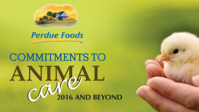 Perdue Responds to Abuse Exposé with Groundbreaking Animal Welfare Policy