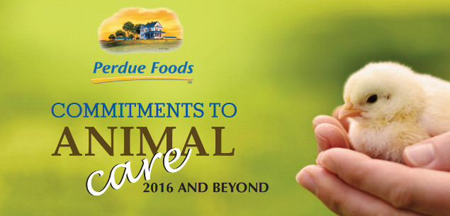 Perdue Responds to Abuse Exposé with Groundbreaking Animal Welfare Policy