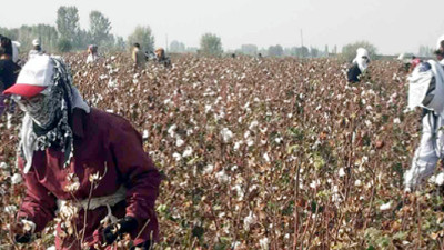 adidas, Woolworths Among Brands Saying YESS to Slavery-Free Cotton