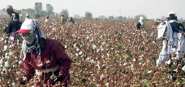 adidas, Woolworths Among Brands Saying YESS to Slavery-Free Cotton