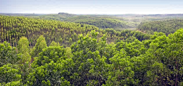 How Forest Restoration Is Turning the Tide on Deforestation