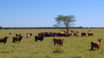 Where’s the Deforestation-Free Beef? New Scorecard Finds No Stand-Out Leaders