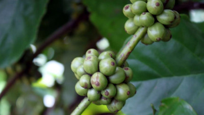 Global Coffee Groups Unite to Catalogue Sector-Wide Progress in Achieving 100% Sustainability