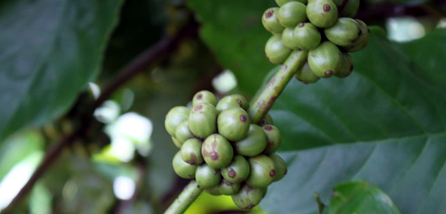 Global Coffee Groups Unite to Catalogue Sector-Wide Progress in Achieving 100% Sustainability