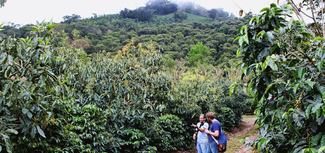 SAN, Rainforest Alliance Update Certification with Focus on Climate-Smart Ag, Curbing Deforestation