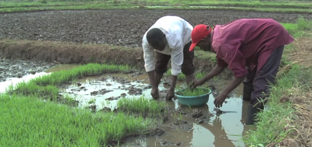 Trending: EPA, Olam Seeking Chemistry, Food Security Research that Can Change the World