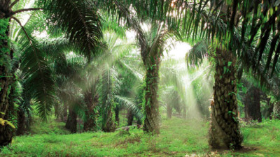 CPG Giants, NGOs, Traders Agree on Unifying Definition of 'No Deforestation' Palm Oil