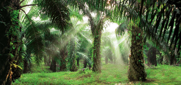 CPG Giants, NGOs, Traders Agree on Unifying Definition of 'No Deforestation' Palm Oil