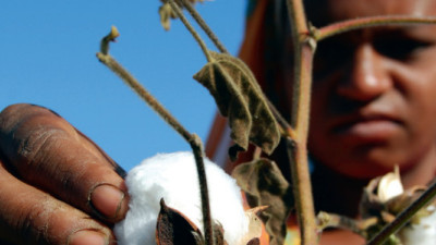 Timberland Feasibility Study Makes Compelling Case for Bringing Cotton Farming Back to Haiti