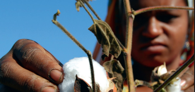 Timberland Feasibility Study Makes Compelling Case for Bringing Cotton Farming Back to Haiti