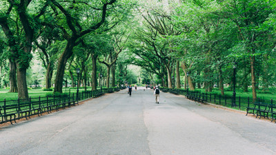 New York City’s Street Tree Map Proves Ecological, Economic Benefits of Urban Greenery