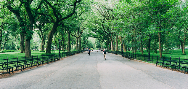 New York City’s Street Tree Map Proves Ecological, Economic Benefits of Urban Greenery