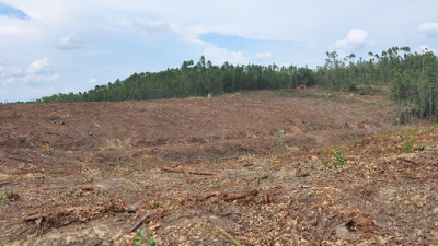 Report: 2020 Deforestation Goals Are Unlikely to Be Achieved; Companies Need More Help