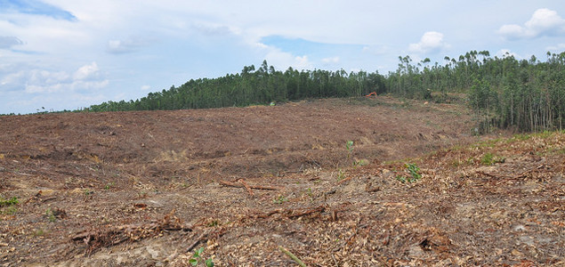 Report: 2020 Deforestation Goals Are Unlikely to Be Achieved; Companies Need More Help