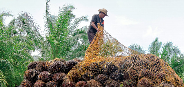 CDP: Underestimation of Deforestation Risks Could Cost Business Over $900B