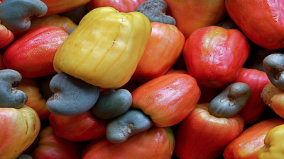 Cashew Nut Byproduct Could Help Trap Tsetse Fly, Create New Value for African Farmers