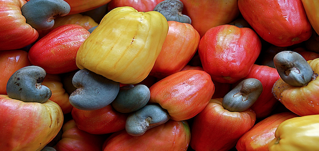 Cashew Nut Byproduct Could Help Trap Tsetse Fly, Create New Value for African Farmers