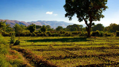 Timberland Reforestation Program Slowly Sowing Seeds of Change in Haiti