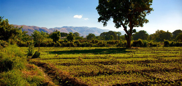 Timberland Reforestation Program Slowly Sowing Seeds of Change in Haiti