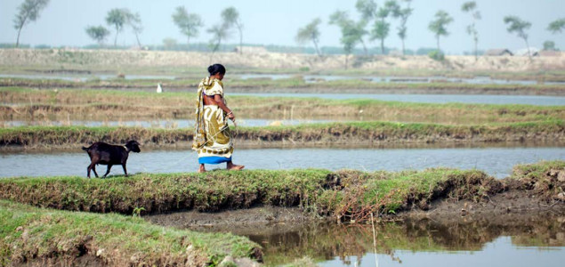 Report Shows World's Poor Benefit from Small-Scale Commercial Aquaculture