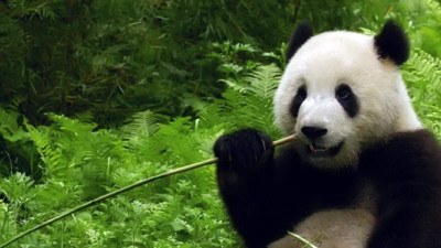 Next-Gen ERP: Managing … and Saving the Panda Bears?