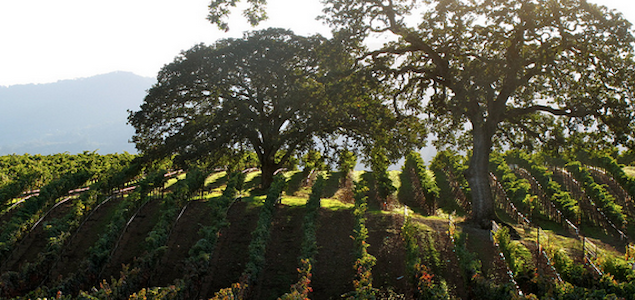 Sonoma Winegrowers Create Business Plan to Preserve Agriculture for Next 100 Years