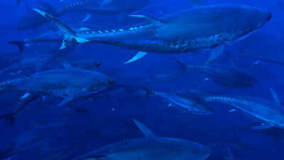 Largest Tuna Supplier in Western Pacific Agrees to Provide MSC-certified Tuna