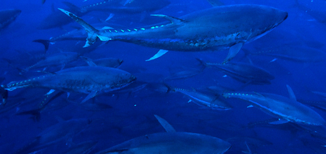 Largest Tuna Supplier in Western Pacific Agrees to Provide MSC-certified Tuna