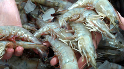 Closed-Loop, Organic Shrimp Farm Could Create Sea Change for Domestic Shrimp Industry
